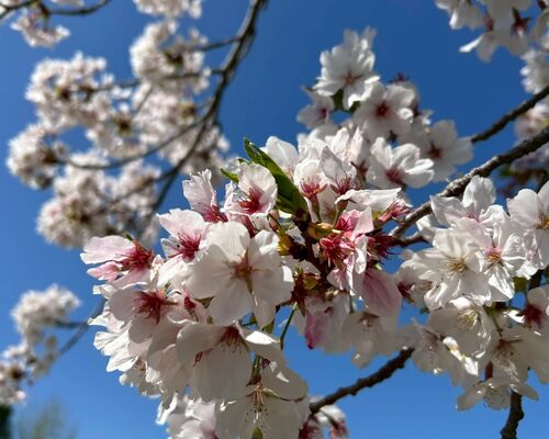 桜