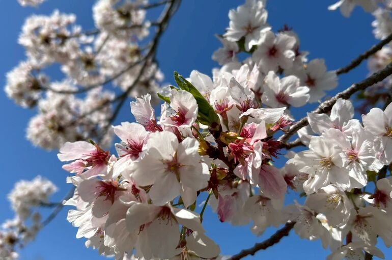 桜